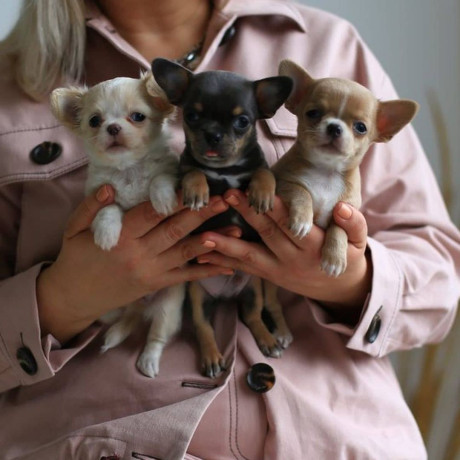 cachorros-de-chihuahua-sanos-a-la-venta-big-1