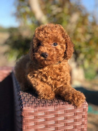 cachorros-de-caniche-toy-rojo-registrados-big-1