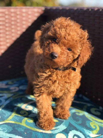 cachorros-de-caniche-toy-rojo-registrados-big-2