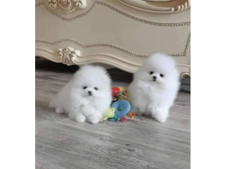 Cachorros de Pomerania disponibles