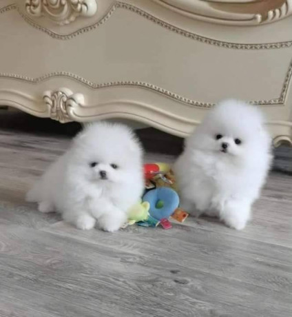 cachorros-de-pomerania-disponibles-big-0