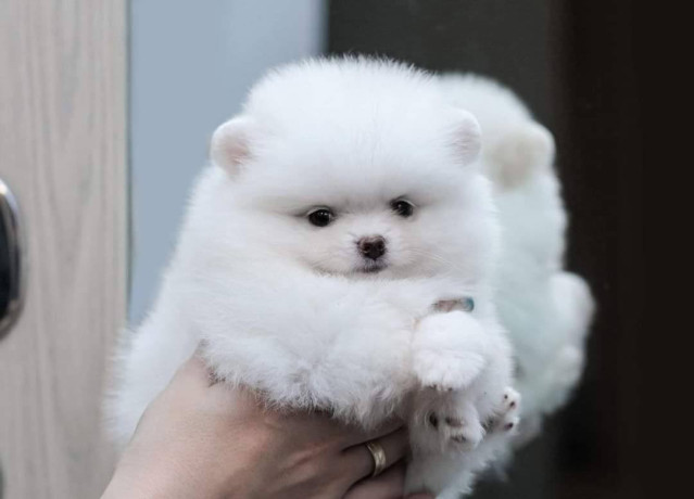 cachorros-de-pomerania-disponibles-big-1