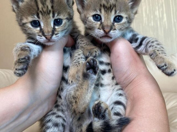 los-gatitos-savannah-f1-y-f2-estan-disponibles-para-la-venta-big-2