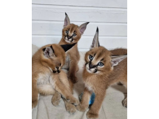 Gatitos serval, sabana y caracal