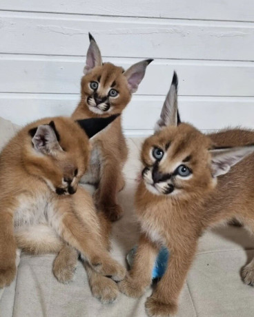 gatitos-serval-sabana-y-caracal-big-0