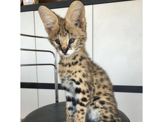 Joven Serval y Savannah con Caracal