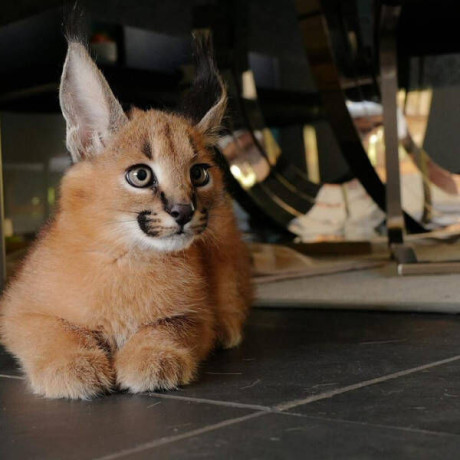 joven-serval-y-savannah-con-caracal-big-3