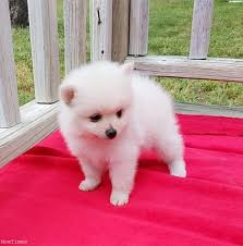 cachorros-pomerania-blancos-para-adopcion-gratuita-big-0