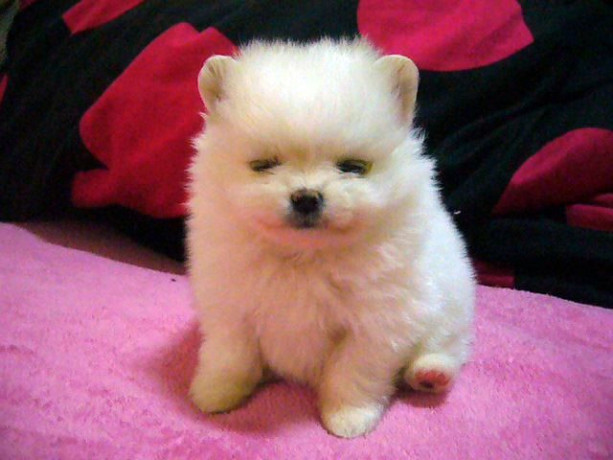 cachorros-pomerania-blancos-para-adopcion-gratuita-big-1