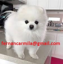 cachorros-pomerania-blancos-para-adopcion-gratuita-big-2