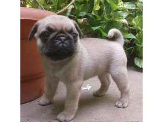 Hermosos cachorros de Pug/CARLINO