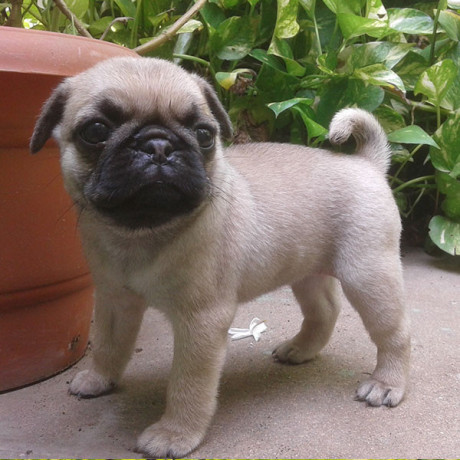 hermosos-cachorros-de-pugcarlino-big-0