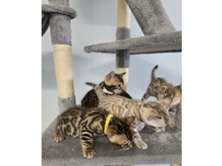 Tenemos 3 gatitos bengalí en adopción.