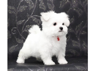 REGALO cachorro de Bichon Maltes Mini Toy Para Adopcion