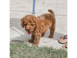 Encantadores  Goldendoodle  Cachorros