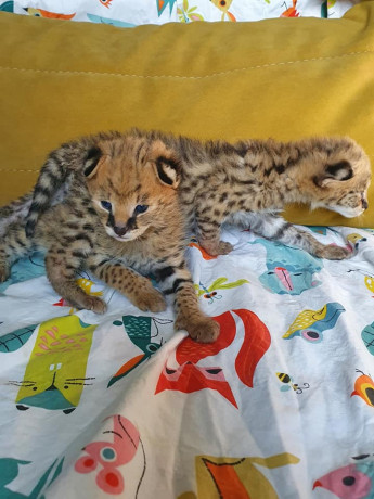 gatitos-serval-savannah-y-caracal-disponibles-big-3