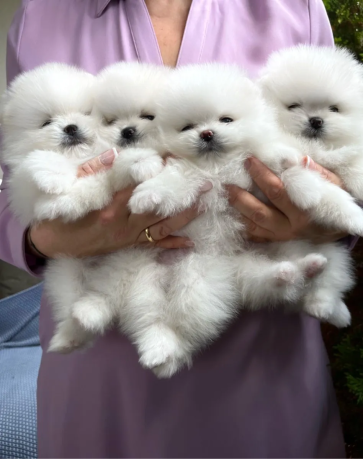 cachorros-de-pomerania-big-1