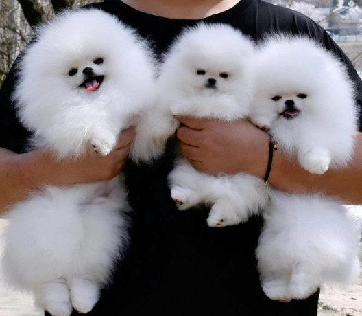 cachorros-de-pomerania-big-0