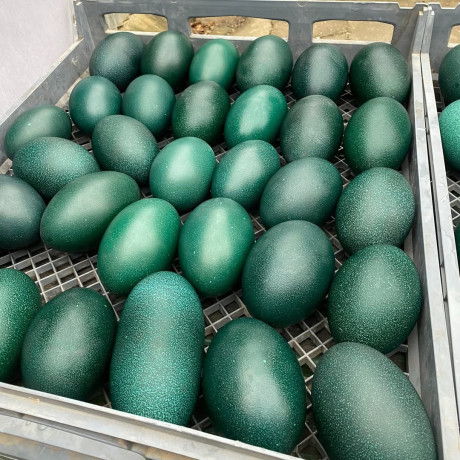 vendemos-avestruz-emu-pavo-pavo-real-huevos-y-plumas-de-avestruz-big-0