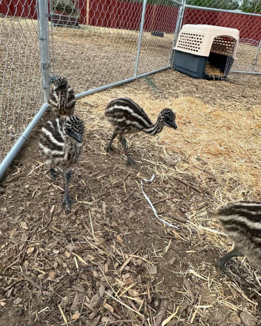 vendemos-avestruz-emu-pavo-pavo-real-huevos-y-plumas-de-avestruz-big-1