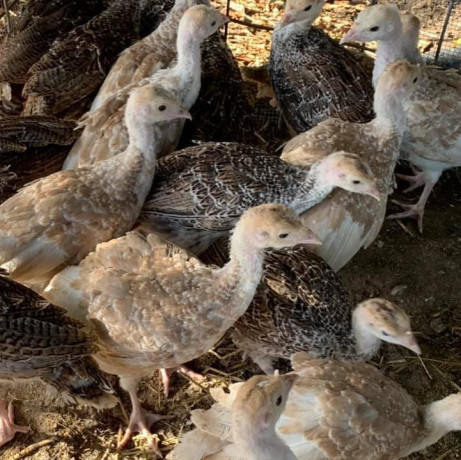 vendemos-avestruz-emu-pavo-pavo-real-huevos-y-plumas-de-avestruz-big-4