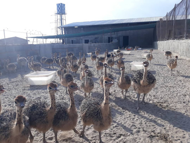 vendemos-avestruz-emu-pavo-pavo-real-huevos-y-plumas-de-avestruz-big-3