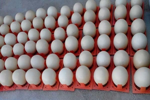 vendemos-avestruz-emu-pavo-pavo-real-huevos-y-plumas-de-avestruz-big-2