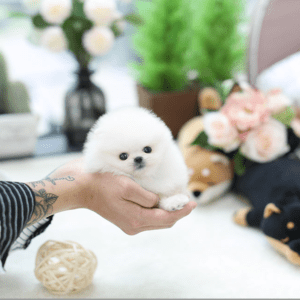 cachorros-pomerania-de-12-semanas-en-venta-big-0