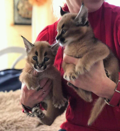 camada-de-serval-y-savannah-gatitos-caracal-big-2