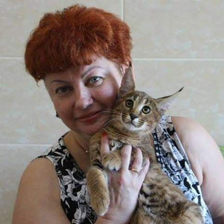 gatitas-caracat-disponibles-big-3