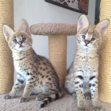 serval-gatitos-disponibles-big-2