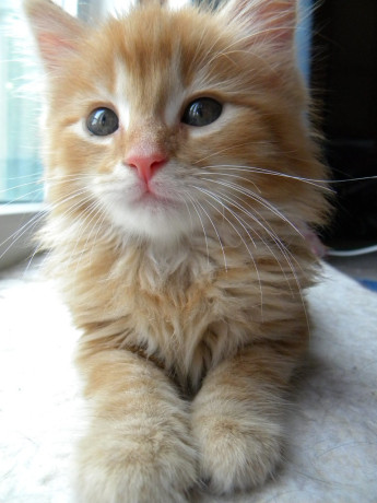 gatita-siberiana-naranja-big-0