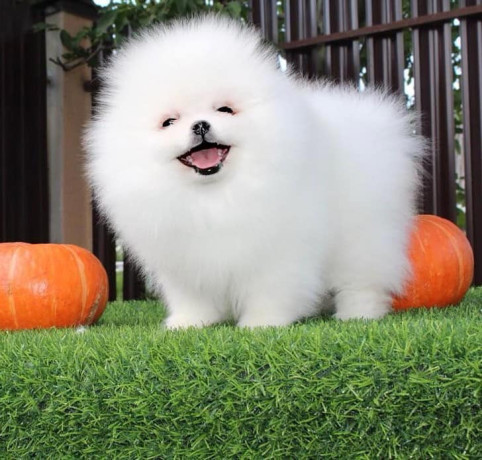 regalo-hermosos-cachorros-de-pomerania-big-0