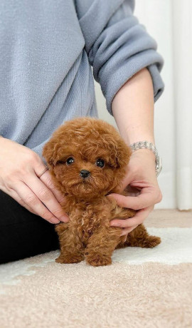 regalo-cachorros-caniches-toy-big-0