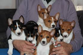 regalo-cachorros-basenji-big-0