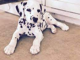 regalo-cachorros-dalmanta-big-0