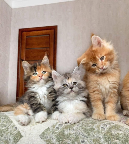 impresionantes-gatitos-maine-coon-para-adopcion-big-0