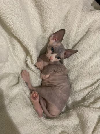 preciosa-camada-alegres-y-afectuosos-sphynx-gatitos-big-1
