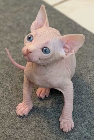preciosa-camada-alegres-y-afectuosos-sphynx-gatitos-big-0