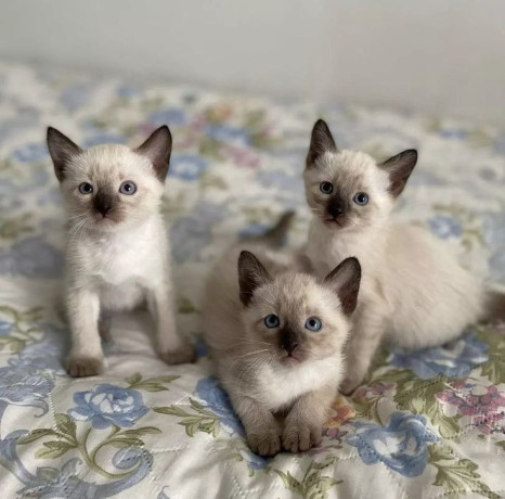 gatitos-siameses-disponibles-para-regalo-ahora-big-0