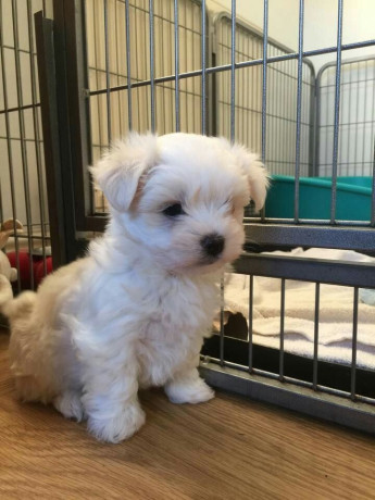 regalo-mini-toy-cachorros-bichon-maltes-para-su-adopcion-libre-big-0