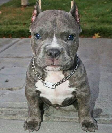 regalo-american-bully-blue-cachorros-big-0