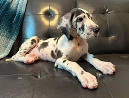 regalo-cachorros-gran-danes-macho-y-hembra-big-0