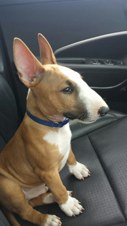 bull-terrier-esplendida-calidad-para-regalo-big-1
