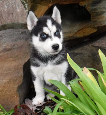 cachorros-de-husky-siberiano-gemelos-ninos-pelaje-estandar-big-0
