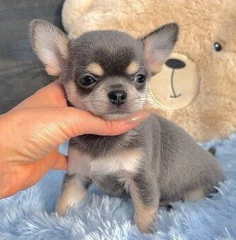 regalo-cachorros-chihuahuawhatsapp34603263093-big-0