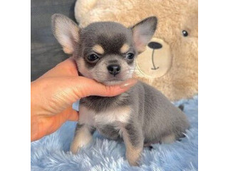 CACHORROS CHIHUAHUA(WHATSAPP+34603263093)