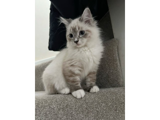 REGALO GATITOS BENGALA(WHATSAPP+34603263093)