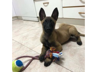 PRECIOSOS PASTOR BELGA 655 13 05 82