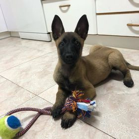 preciosos-pastor-belga-655-13-05-82-big-0